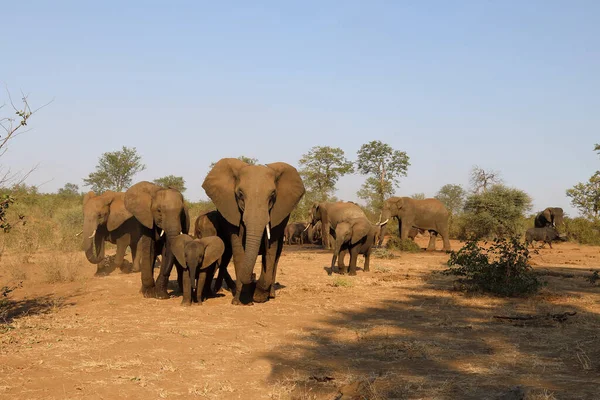 African Elephant Buffalo Loxodonta Africana Syncerus Caffer — 图库照片