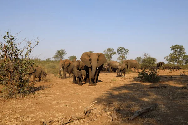 African Elephant Buffalo Loxodonta Africana Syncerus Caffer — Stock fotografie