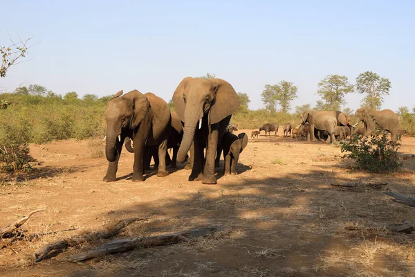 African Elephant Buffalo Loxodonta Africana Syncerus Caffer — Stock fotografie