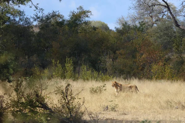African Lion Panthera Leo — Stok fotoğraf