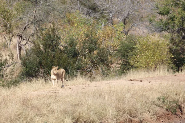 African Lion Panthera Leo — 图库照片