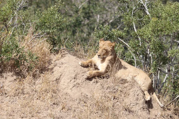 African Lion Panthera Leo — 스톡 사진