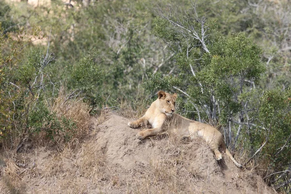 African Lion Panthera Leo — 스톡 사진