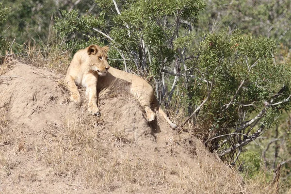 African Lion Panthera Leo — 스톡 사진