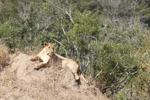 African Lion Panthera Leo — 스톡 사진