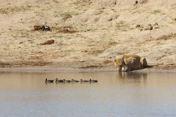 African Lion White Faced Duck Panthera Leo Dendrocygna Viduata — Foto de Stock