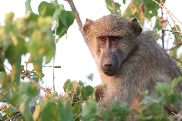 Chacma Baboon Papio Ursinus —  Fotos de Stock