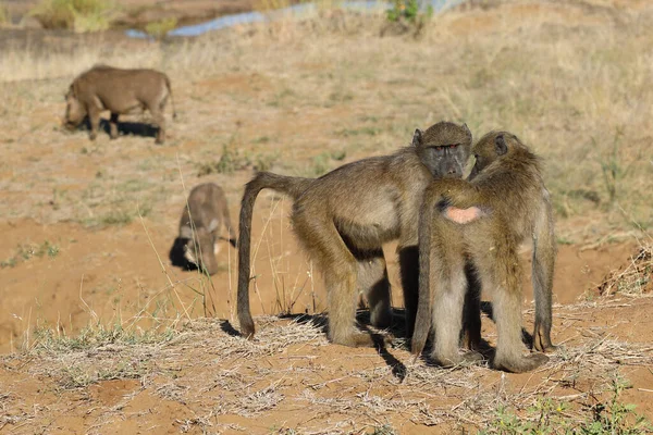 Chacma Baboon Papio Ursinus — Stockfoto