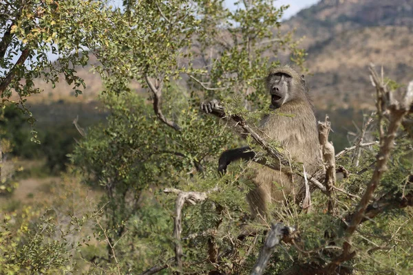 Chacma Baboon Papio Ursinus — 图库照片