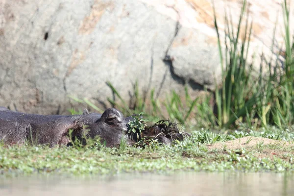 Nilpferd Hippopotamus Hippopotamus Amphibius — Stock Photo, Image