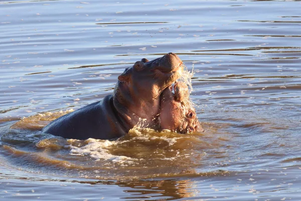 Nilpferd Hippopotamus Hippopotamus Amphibius — Stok fotoğraf