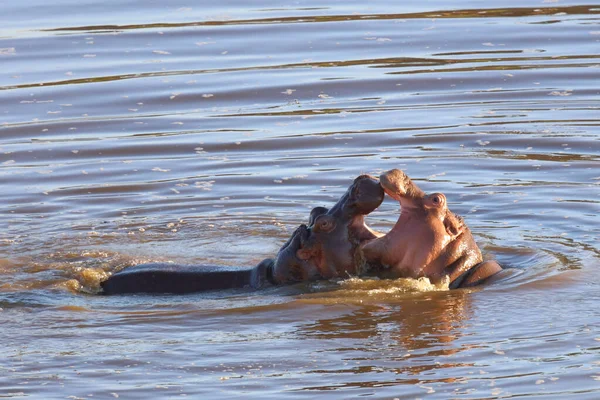 Nilpferd Hippopotamus Hippopotamus Amphibius — Stockfoto