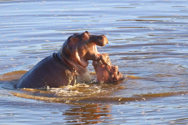 Nilpferd Hippopotamus Hippopotamus Amphibius — Stok fotoğraf