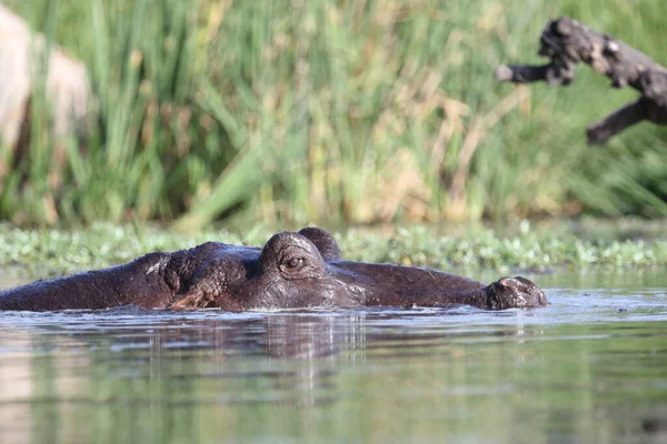 Nilpferd Hippopotamus Hippopotamus Amphibius — Stockfoto