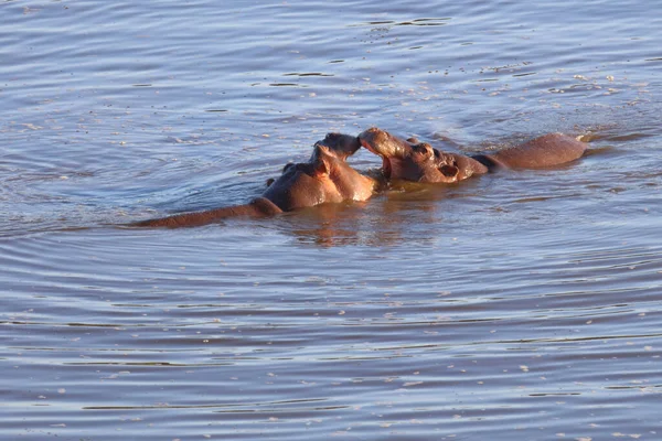 Nilpferd Hippopotamus Hippopotamus Amphibius — Fotografia de Stock