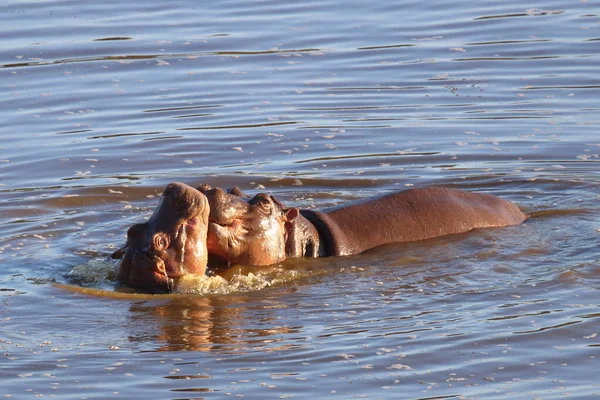 Nilpferd Hippopotamus Hippopotamus Amphibius — Fotografia de Stock