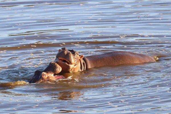 Nilpferd Hippopotamus Hippopotamus Amphibius — Fotografia de Stock