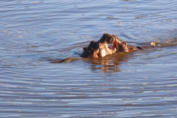 Nilpferd Hippopotamus Hippopotamus Amphibius — Foto de Stock