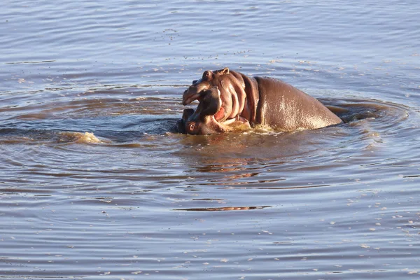 Nilpferd Hippopotamus Hippopotamus Amphibius — Foto de Stock
