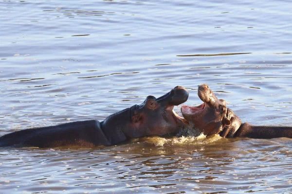 Nilpferd Hippopotamus Hippopotamus Amphibius — 图库照片