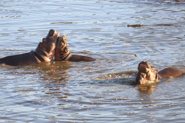 Nilpferd Hippopotamus Hippopotamus Amphibius — Stok fotoğraf