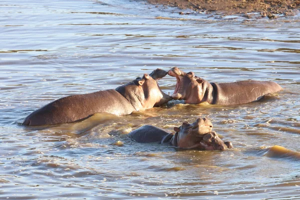 Nilpferd Hippopotamus Hippopotamus Amphibius — Stockfoto