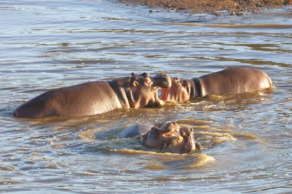 Nilpferd Hippopotamus Hippopotamus Amphibius — Fotografia de Stock