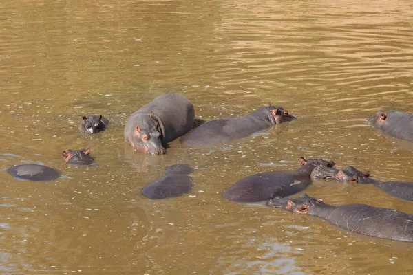 Nilpferd Hippopotamus Hippopotamus Amphibius — Fotografia de Stock