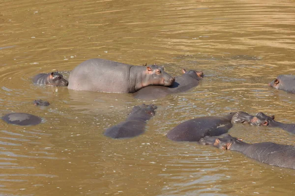 Nilpferd Hippopotamus Hippopotamus Amphibius — 图库照片