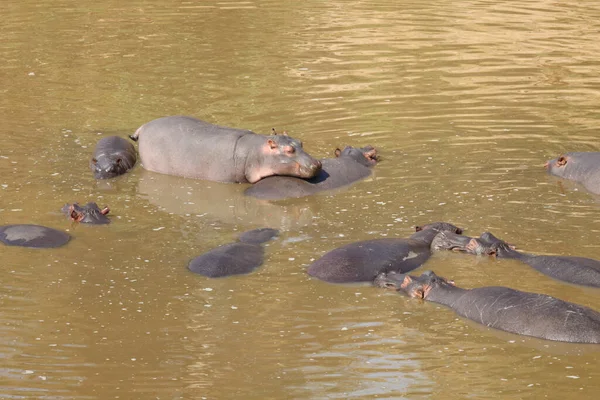 Nilpferd Hippopotamus Hippopotamus Amphibius — 图库照片