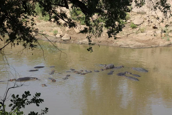 Hippopotamus Mphongolo River Hippopotamus Amphibius - Stock-foto