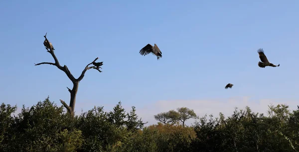 White Backed Vulture Gyps Africanus — Stock Photo, Image