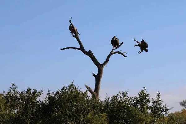 White Backed Vulture Hooded Vulture Gyps Africanus Necrosyrtes Manachus - Stock-foto