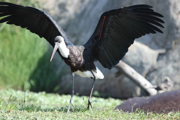 Wollhalsstorch Woolly Necked Stork Ciconia Episcopus — Stock Photo, Image