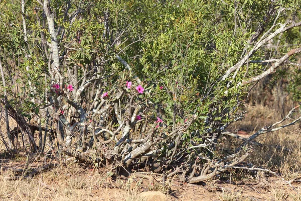Impala Lily Adenium Obesum — Fotografia de Stock
