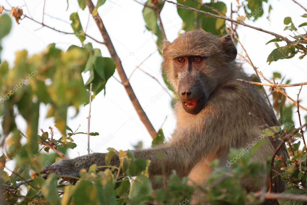 Chacma baboon / Papio ursinus