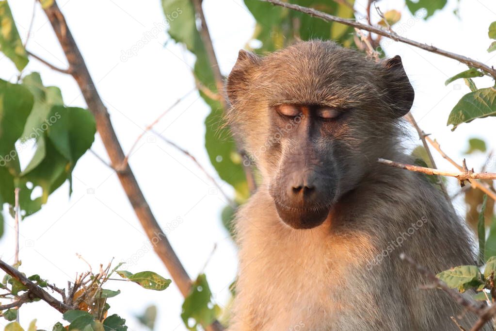 Chacma baboon / Papio ursinus