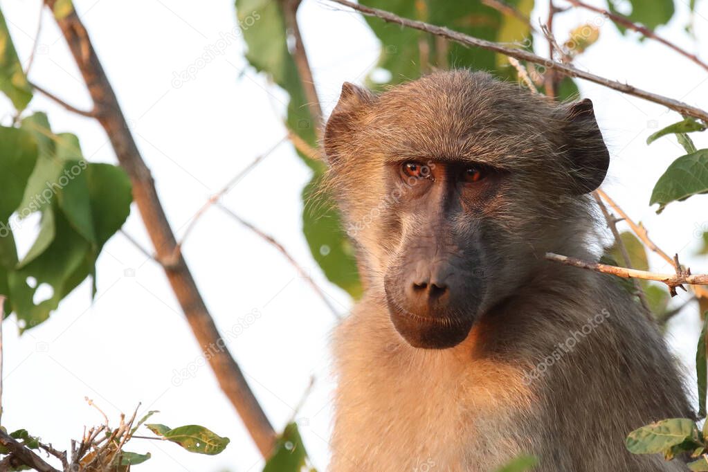 Chacma baboon / Papio ursinus