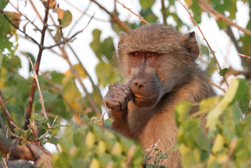 Chacma baboon / Papio ursinus