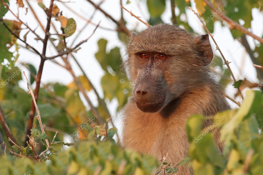 Chacma baboon / Papio ursinus