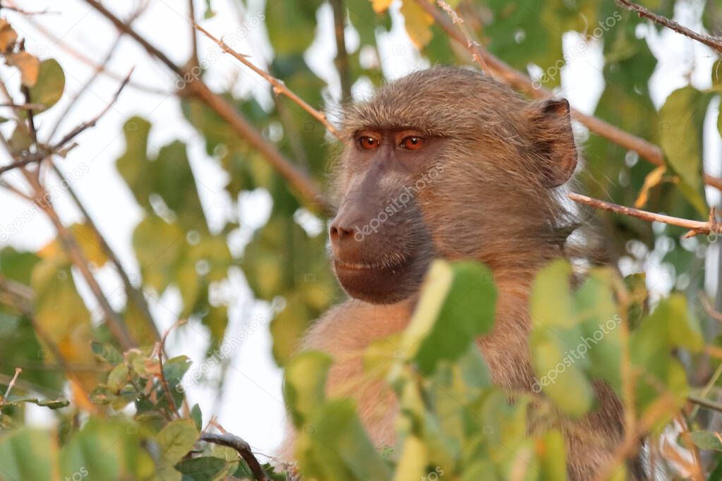 Chacma baboon / Papio ursinus