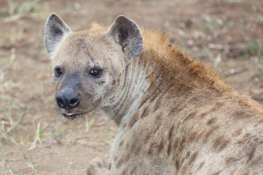 Spotted Hyaena / Crocuta crocuta
