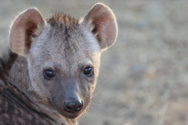 Spotted Hyaena / Crocuta crocuta