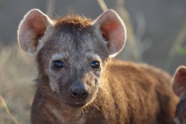 Spotted Hyaena / Crocuta crocuta