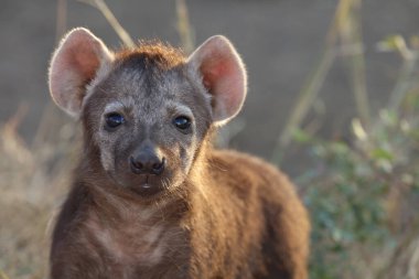 Spotted Hyaena / Crocuta crocuta