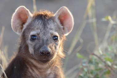 Spotted Hyaena / Crocuta crocuta
