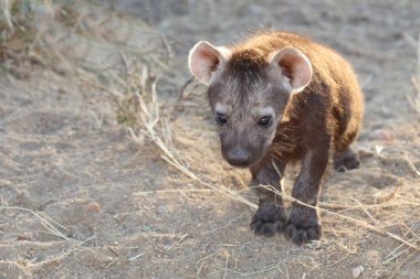 Spotted Hyaena / Crocuta crocuta