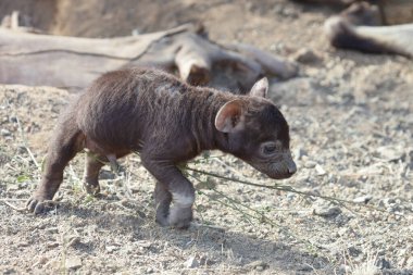 Spotted Hyaena / Crocuta crocuta