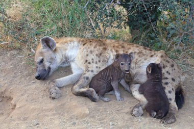 Spotted Hyaena / Crocuta crocuta
