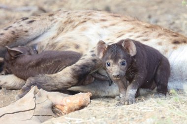 Spotted Hyaena / Crocuta crocuta
